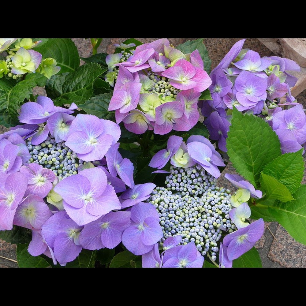 Spring Time 💐💐💐 - Picture 4 of 5